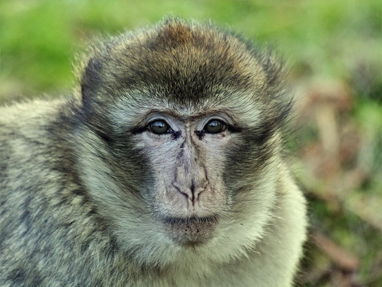 Wildlife in Arunachal Pradesh forests